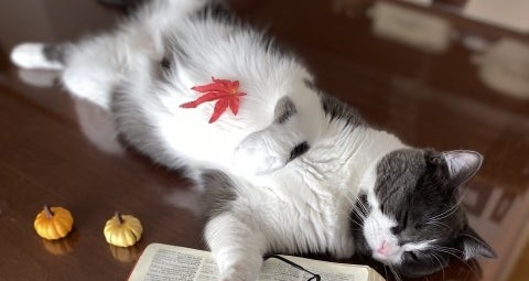 ブログの写真